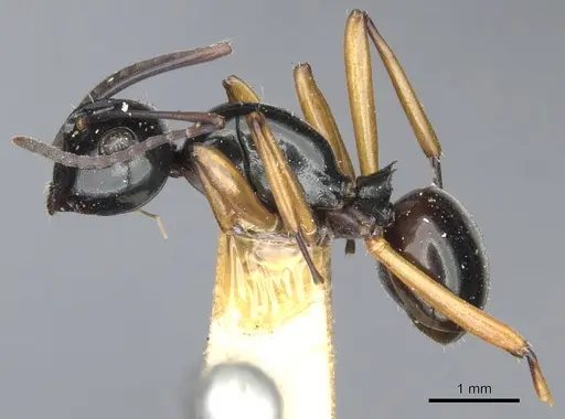 Polyrhachis rastellata specimen CASENT0903407 image casent0903407_3