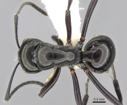 Polyrhachis rastellata specimen CASENT0906784 image casent0906784_1