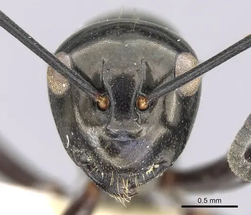 Polyrhachis rastellata specimen CASENT0906784 image casent0906784_2