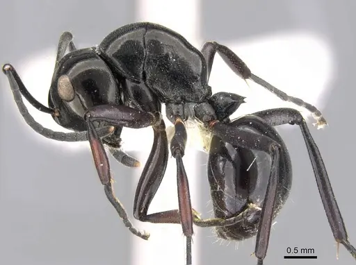 Polyrhachis rastellata specimen CASENT0906784 image casent0906784_3