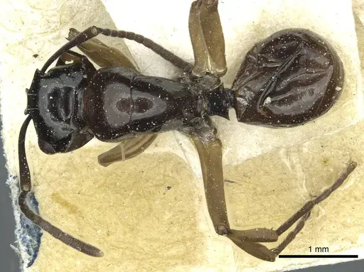 Polyrhachis rastellata specimen CASENT0912101 image casent0912101_1