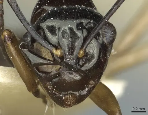 Polyrhachis rastellata specimen CASENT0912101 image casent0912101_2