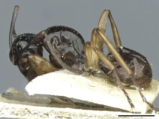 Polyrhachis rastellata specimen CASENT0912101 image casent0912101_3