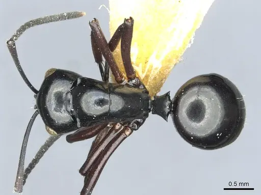 Polyrhachis rastellata specimen CASENT0912103 image casent0912103_1