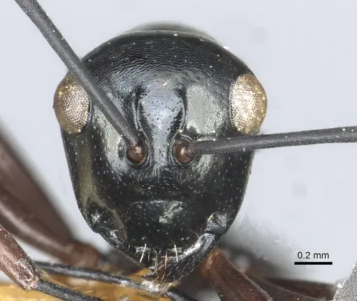 Polyrhachis rastellata specimen CASENT0912103 image casent0912103_2