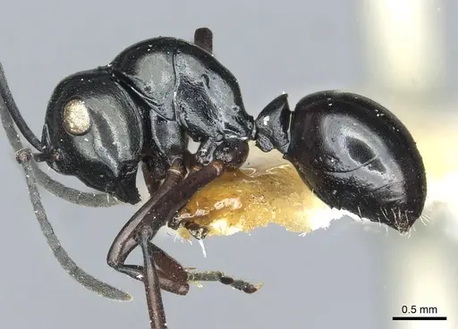 Polyrhachis rastellata specimen CASENT0912103 image casent0912103_3