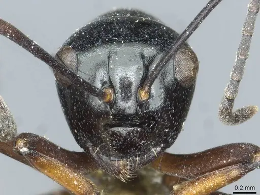 Polyrhachis rastellata specimen CASENT0912104 image casent0912104_2