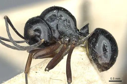 Polyrhachis rastellata specimen CASENT0912104 image casent0912104_3
