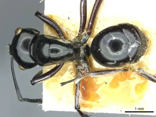 Polyrhachis rastellata specimen CASENT0912105 image casent0912105_1