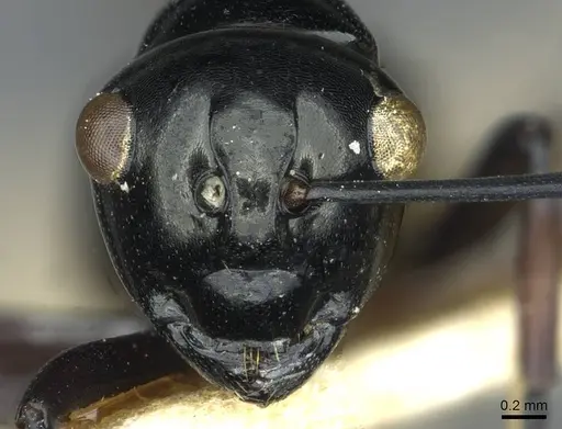 Polyrhachis rastellata specimen CASENT0912105 image casent0912105_2