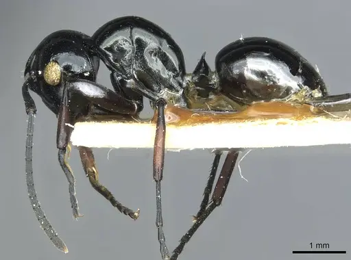 Polyrhachis rastellata specimen CASENT0912105 image casent0912105_3