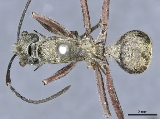 Polyrhachis reclinata specimen CASENT0905595 image casent0905595_1