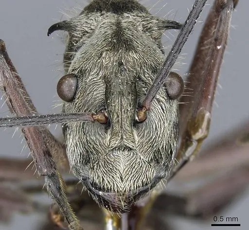 Polyrhachis reclinata specimen CASENT0905595 image casent0905595_2