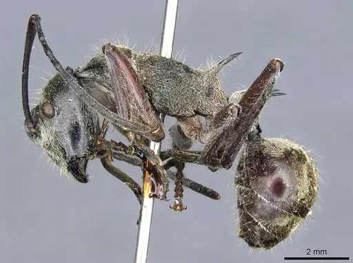 Polyrhachis reclinata specimen CASENT0905595 image casent0905595_3