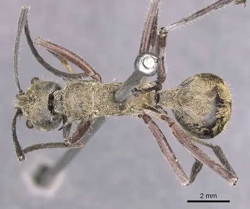 Polyrhachis reclinata specimen CASENT0905824 image casent0905824_1