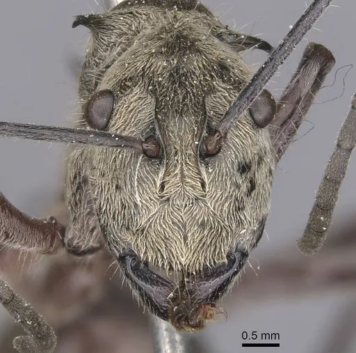 Polyrhachis reclinata specimen CASENT0905824 image casent0905824_2