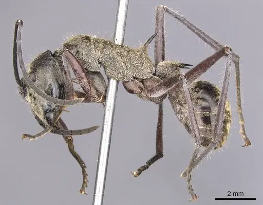 Polyrhachis reclinata specimen CASENT0905824 image casent0905824_3