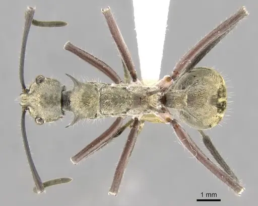 Polyrhachis reclinata specimen CASENT0906759 image casent0906759_1