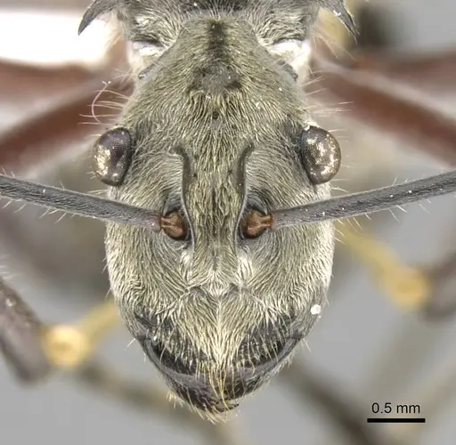 Polyrhachis reclinata specimen CASENT0906759 image casent0906759_2
