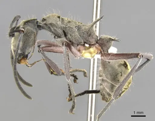 Polyrhachis reclinata specimen CASENT0906759 image casent0906759_3
