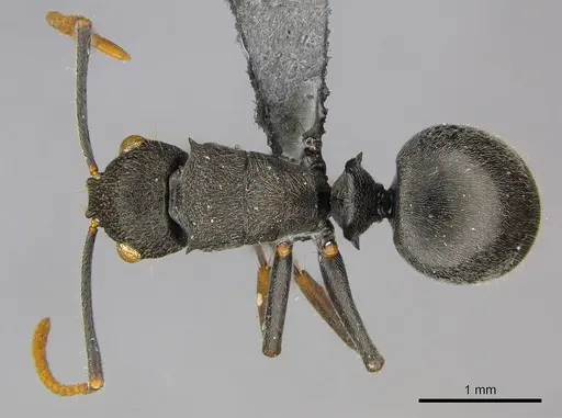 Polyrhachis regesa specimen CASENT0250034 image casent0250034_1