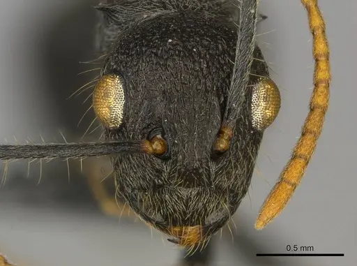 Polyrhachis regesa specimen CASENT0250034 image casent0250034_2