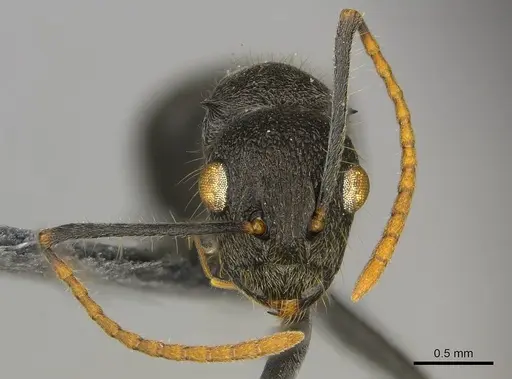 Polyrhachis regesa specimen CASENT0250034 image casent0250034_3