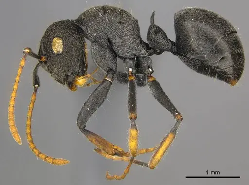 Polyrhachis regesa specimen CASENT0250034 image casent0250034_4