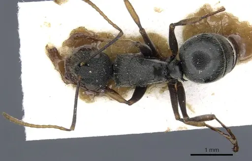 Polyrhachis regesa specimen CASENT0903464 image casent0903464_1