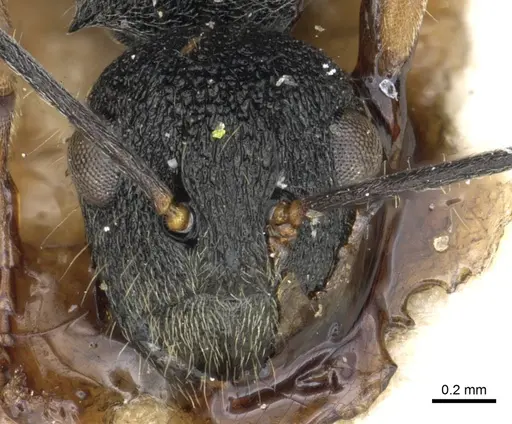 Polyrhachis regesa specimen CASENT0903464 image casent0903464_2