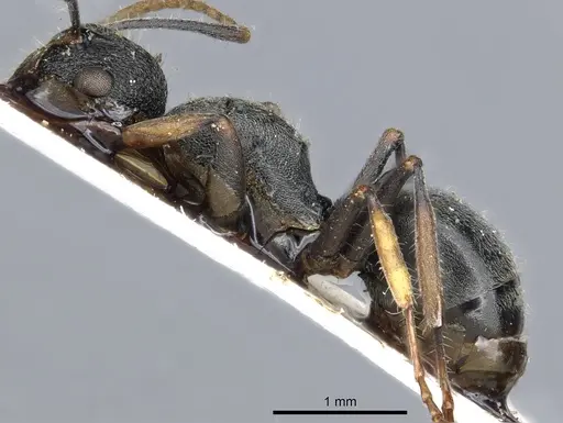 Polyrhachis regesa specimen CASENT0903464 image casent0903464_3