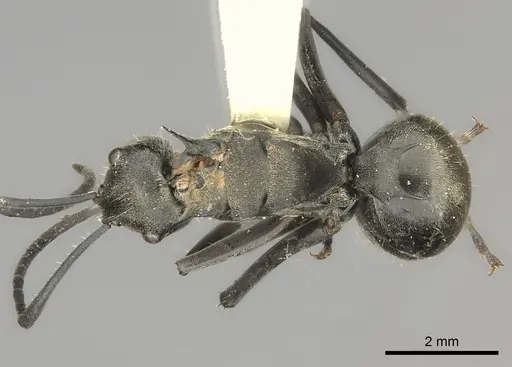Polyrhachis relucens specimen CASENT0217793 image casent0217793_1