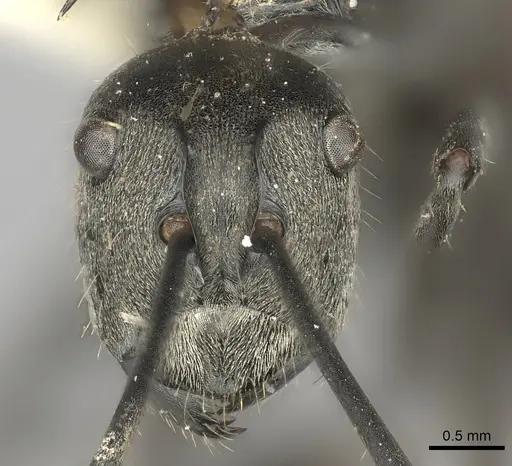 Polyrhachis relucens specimen CASENT0217793 image casent0217793_2