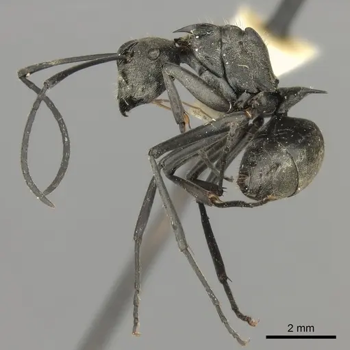 Polyrhachis relucens specimen CASENT0217793 image casent0217793_3