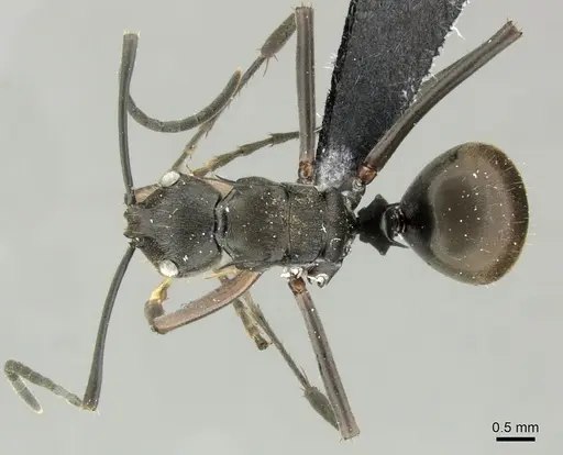 Polyrhachis relucens specimen CASENT0219715 image casent0219715_1
