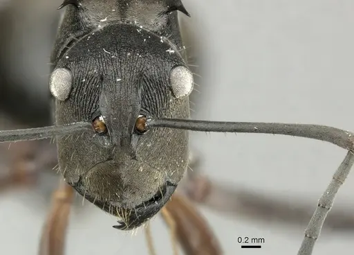 Polyrhachis relucens specimen CASENT0219715 image casent0219715_2
