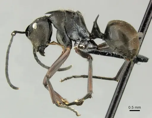 Polyrhachis relucens specimen CASENT0219715 image casent0219715_3