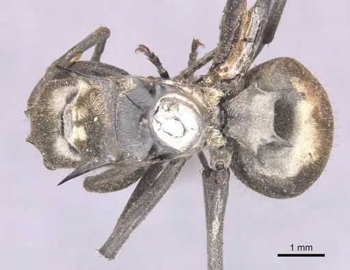 Polyrhachis relucens specimen CASENT0913680 image casent0913680_1