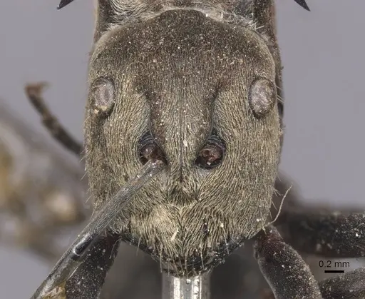 Polyrhachis relucens specimen CASENT0913680 image casent0913680_2