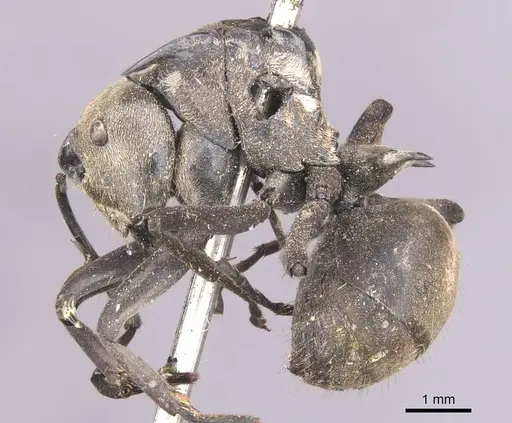 Polyrhachis relucens specimen CASENT0913680 image casent0913680_3