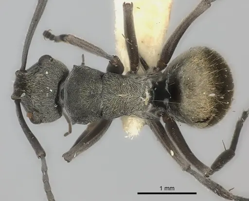 Polyrhachis rere specimen CASENT0217794 image casent0217794_1