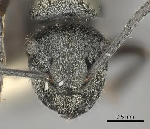 Polyrhachis rere specimen CASENT0217794 image casent0217794_2