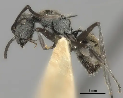 Polyrhachis rere specimen CASENT0217794 image casent0217794_3