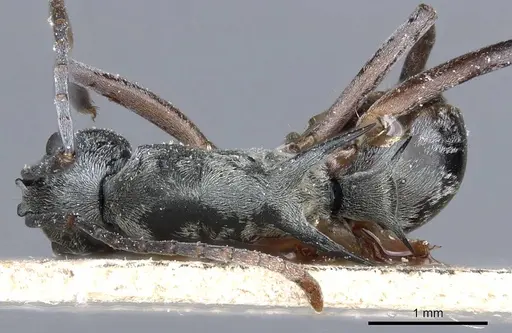 Polyrhachis retrorsa specimen CASENT0905602 image casent0905602_1