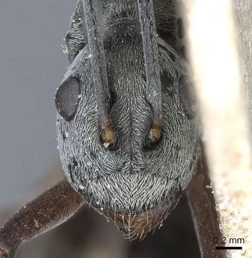 Polyrhachis retrorsa specimen CASENT0905602 image casent0905602_2