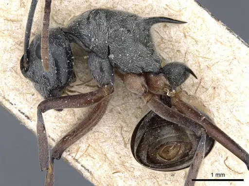Polyrhachis retrorsa specimen CASENT0905602 image casent0905602_3
