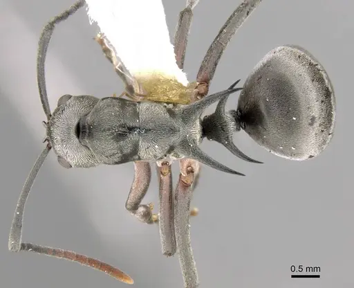 Polyrhachis retrorsa specimen CASENT0906772 image casent0906772_1