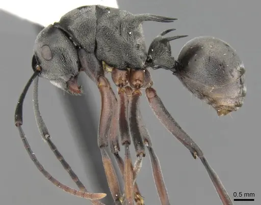 Polyrhachis retrorsa specimen CASENT0906772 image casent0906772_3