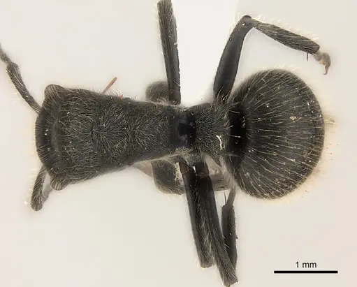 Polyrhachis revoili specimen CASENT0227558 image casent0227558_1