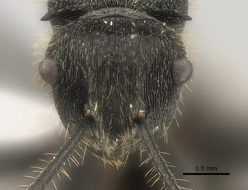 Polyrhachis revoili specimen CASENT0227558 image casent0227558_2